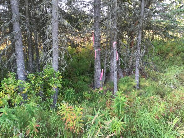 63787 Oil Well Rd, Ninilchik, AK 99639